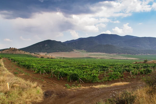 Mountain vineyards in the rain — Stock Photo, Image