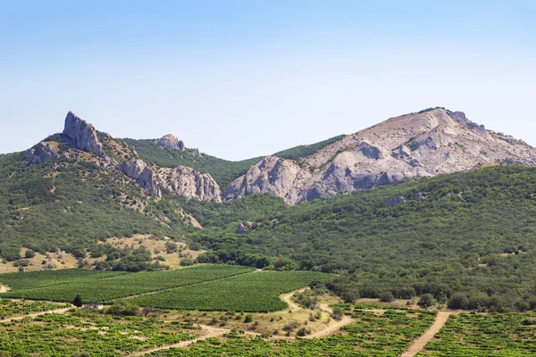 Plantation üzüm dağlar arasında