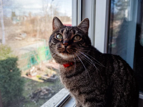 Kedi pencerenin yanında oturuyor.