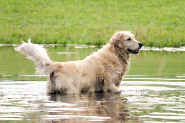golden retriver suda poz