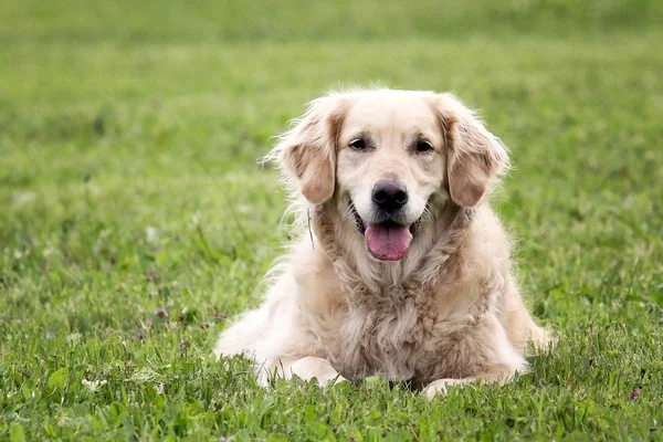 Golden retriever portrait in the nature — Stock Photo, Image