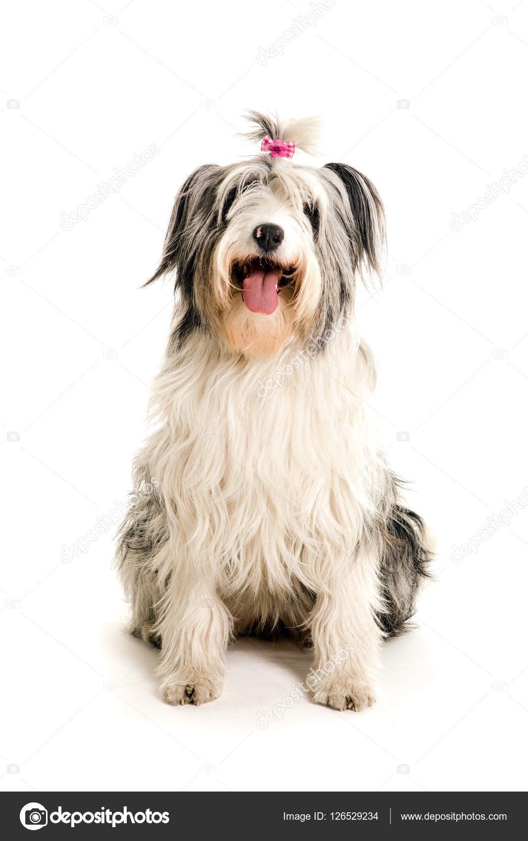 Sheepdog (15 moths) Stock Photo by ©lifeonwhite 10875611