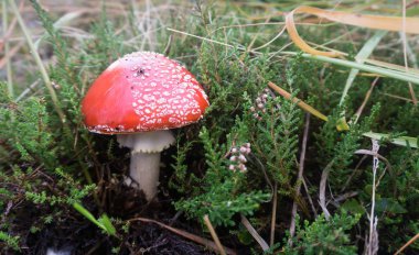 Amanita muscaria mantar