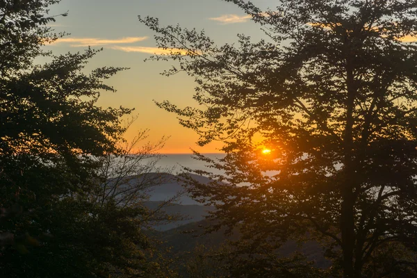 Sunset in the woods — Stock Photo, Image