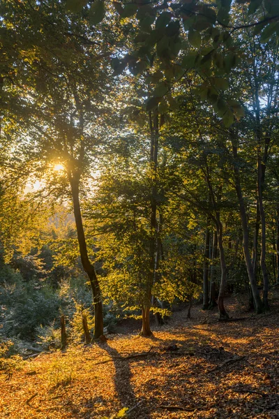 Pôr-do-sol na floresta — Fotografia de Stock