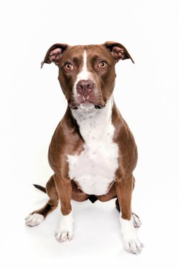 Beyaz arka planda oturma pitt bull köpek portre