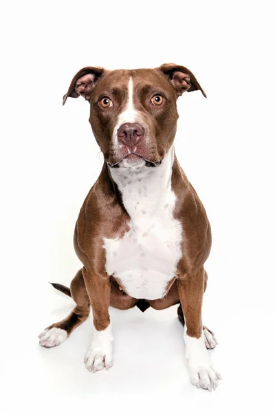 Pitt bull dog portrait sitting in white background — Stock Photo, Image