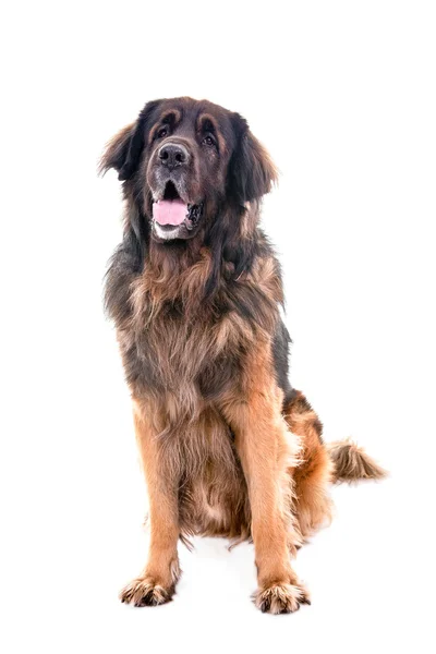Berner Senenhund犬の肖像座って — ストック写真