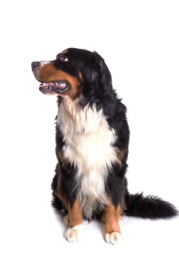 Berner Sennenhund köpek portresi oturuyor. 