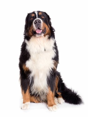 Berner Sennenhund köpek portresi oturuyor. 