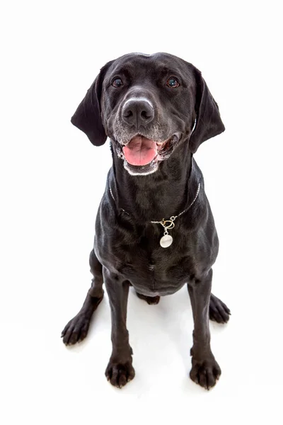 Schwarzer Hund sitzt mit offenem Maul — Stockfoto