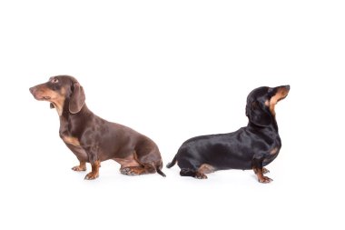 Beyaz arka plan üzerinde izole iki Dachshund Köpek 