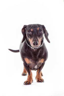  Beyaz arka plan üzerinde izole dachshund köpek 