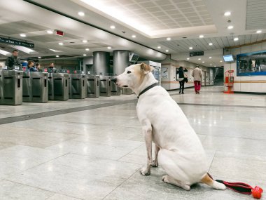 Torino, İtalya-22 Ekim 2017: köpek bekleyen kişi 