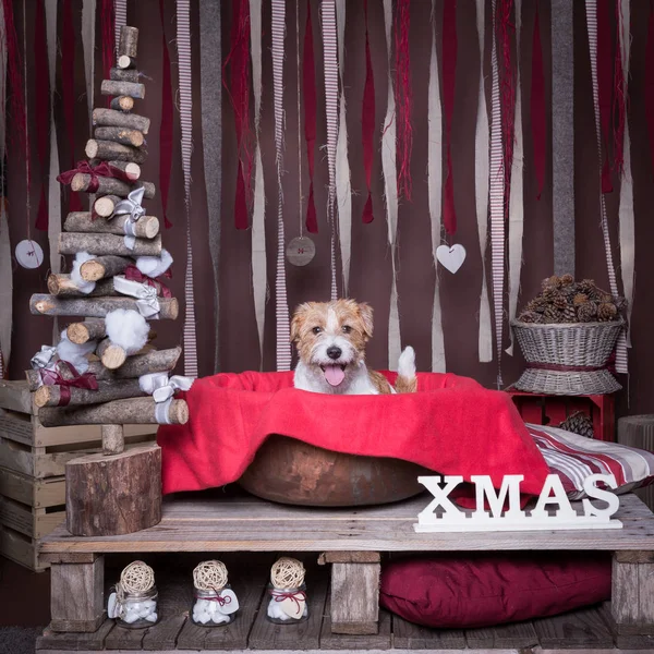 Hund Jack Russell Terrier. Weihnachten — Stockfoto