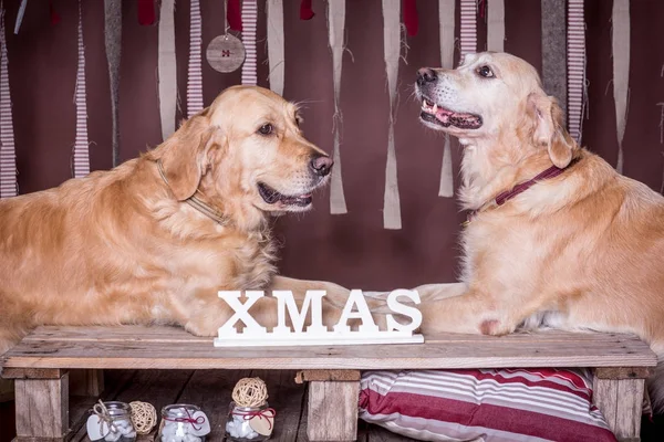 Zwei Golden Retriever .Christmas — Stockfoto