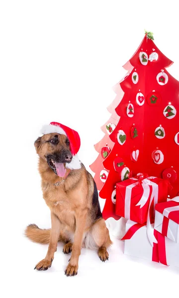 Schäferhund mit Weihnachtsmütze — Stockfoto