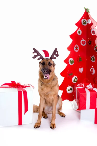 Schäferhund mit Weihnachtsmütze — Stockfoto