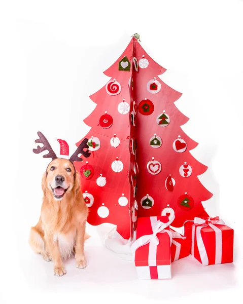 Golden Retriever ordentlich Weihnachtsbaum — Stockfoto