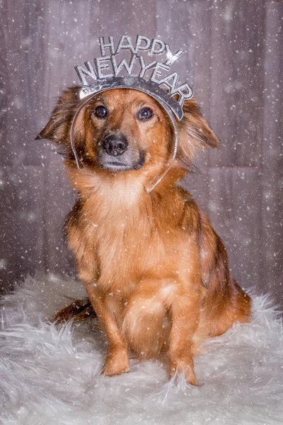 Lustiger Hund feiert Neujahr — Stockfoto