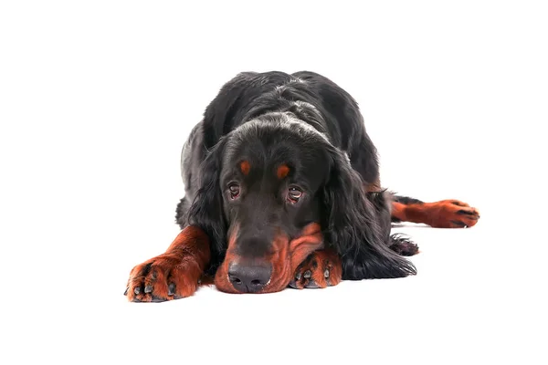 Gordonsetter Hund Auf Weißem Hintergrund Vorderansicht Liegend — Stockfoto