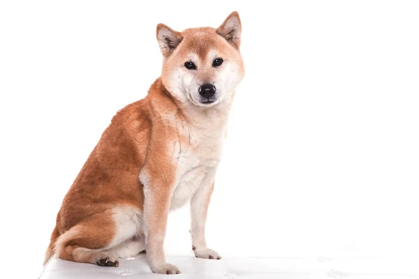 Shiba inu Hund auf weißem Hintergrund — Stockfoto