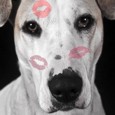 Sevgililer günün kutlu olsun. Bir köpek ruj öpücüklere portresi
