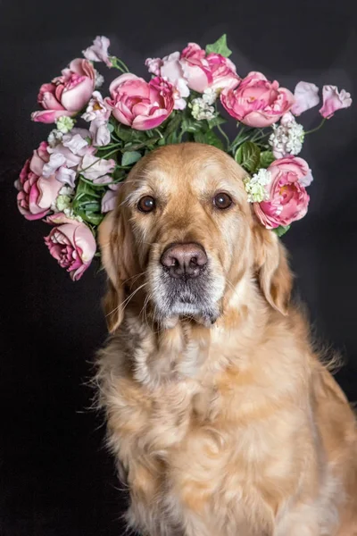 Golden Retriever dog in a flower crown, black background — Stock Photo, Image