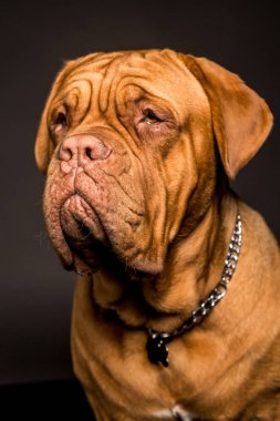 güzel bordeaux dogue köpek, yan profil yaptı
