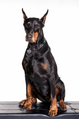 Beyaz arka plan üzerinde oturan eski doberman pinscher erkek 