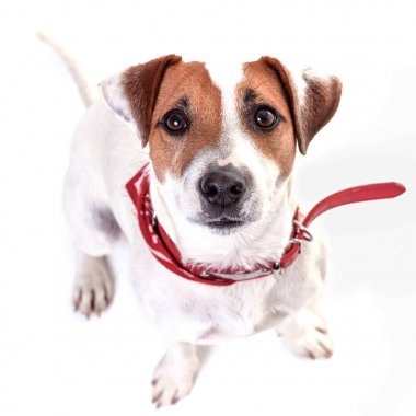 Köpek jack russell terrier beyaz arka plan üzerinde oturan.