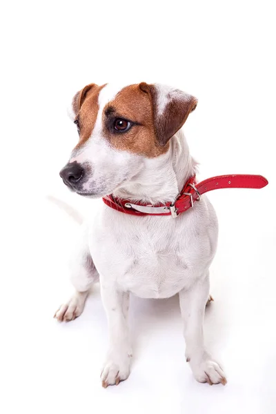 Jack Russell Terrier sentado e assistindo direito . — Fotografia de Stock