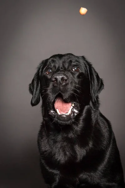 Portrait of Funny black Labrador catch food — Stock Photo, Image