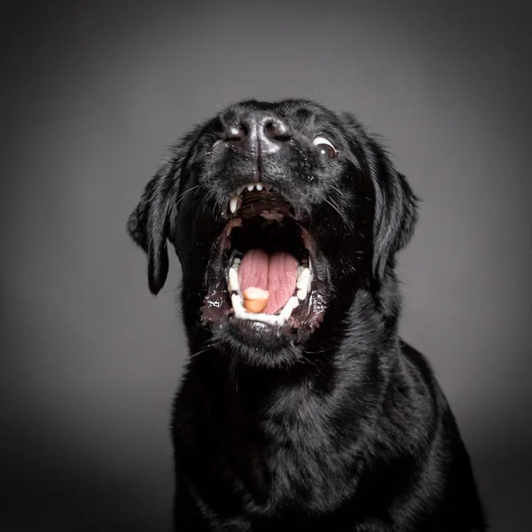 Preto labrador cão pegar comida com boca aberta — Fotografia de Stock