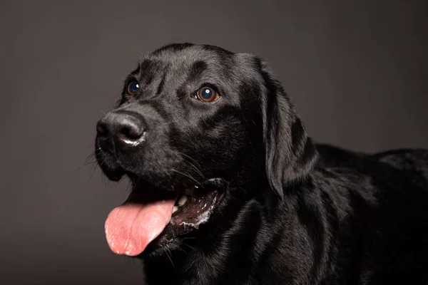 Чорний портрет собаки-лабрадора  . — стокове фото