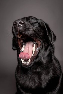 siyah Labrador yawns gri blackground üzerinde,