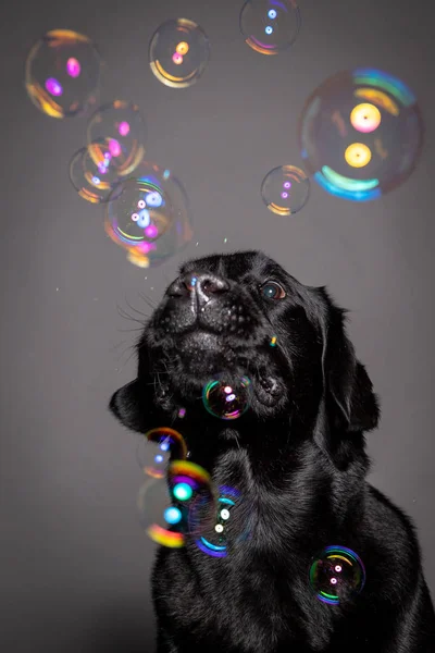 Black labrador dog playing with soap bubbles — Stock Photo, Image