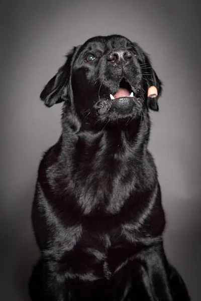黑拉布拉多狗捕捉在灰色背景下隔离的食物, — 图库照片