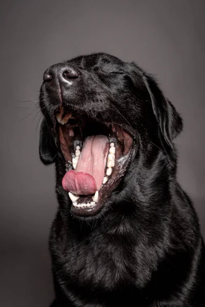 Schwarzer Labrador gähnt auf grauem Schwarzgrund, — Stockfoto