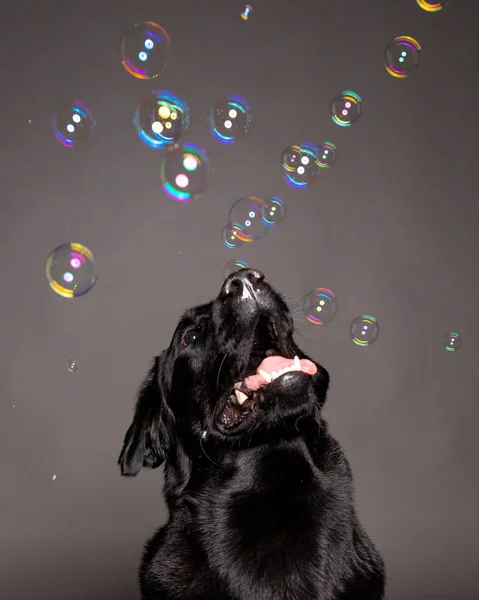 Black labrador dog playing with soap bubbles in a grey blackgrou — Stock Photo, Image
