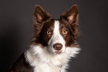 Avustralya sheperd köpek kapatın dikey gri arka planda