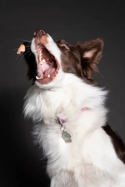 Australian shepherd dog catch treats with opened mouth isolated — Stock Photo, Image