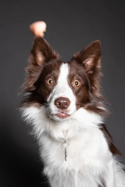 Australský shepher pes snaží chytit dárky — Stock fotografie