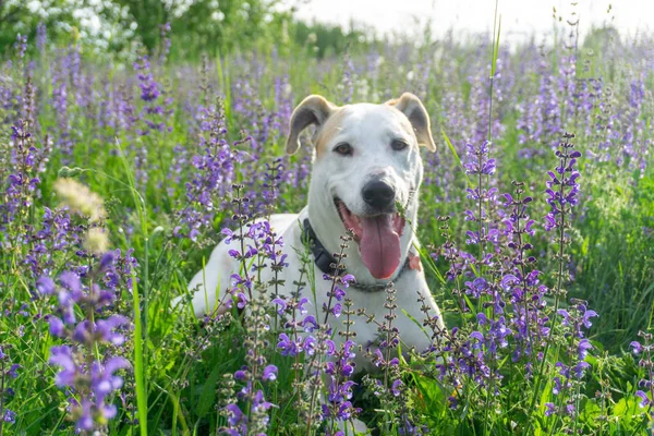 beautiful dog in flowers field.