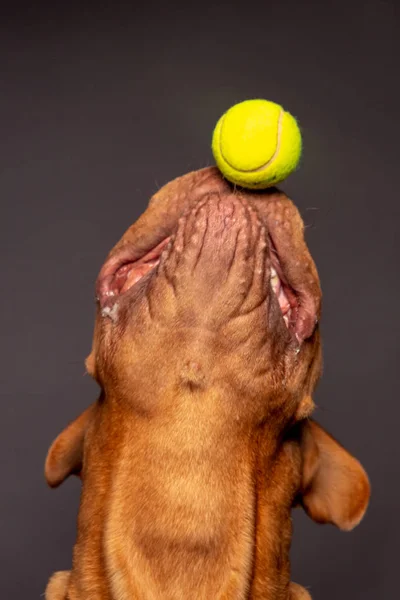 Dogue de bordeaux dog play with a tenns ball.  Gray background. — Stock Photo, Image