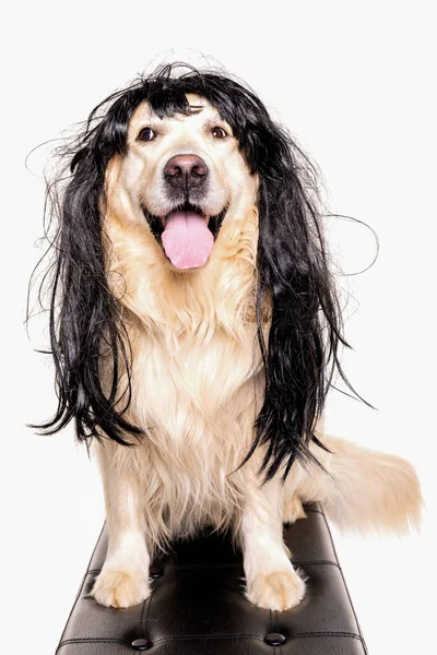 Funny Golden retriever dog dressed as a punk rock star  wearing — Stock Photo, Image