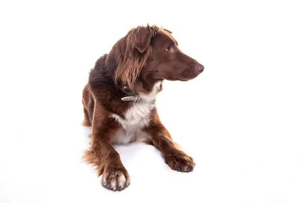 Cão vermelho deitado no fundo branco  . — Fotografia de Stock