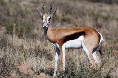 Springbok - bana anne bak