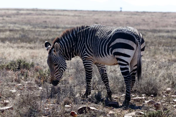 Horská Zebra - láhev nebo tráva - který z nich bych měl ea — Stock fotografie