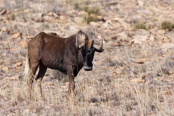 Wildebeest nero che ti fissa — Foto Stock